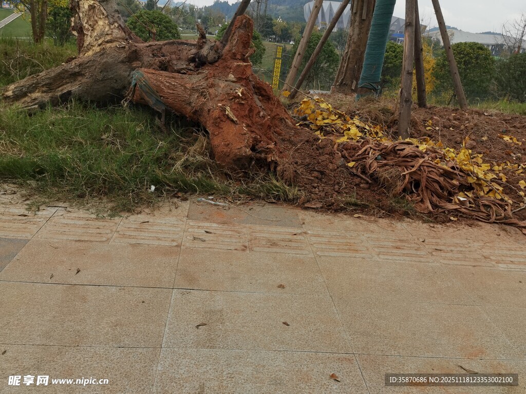 倒下的树木横在路边