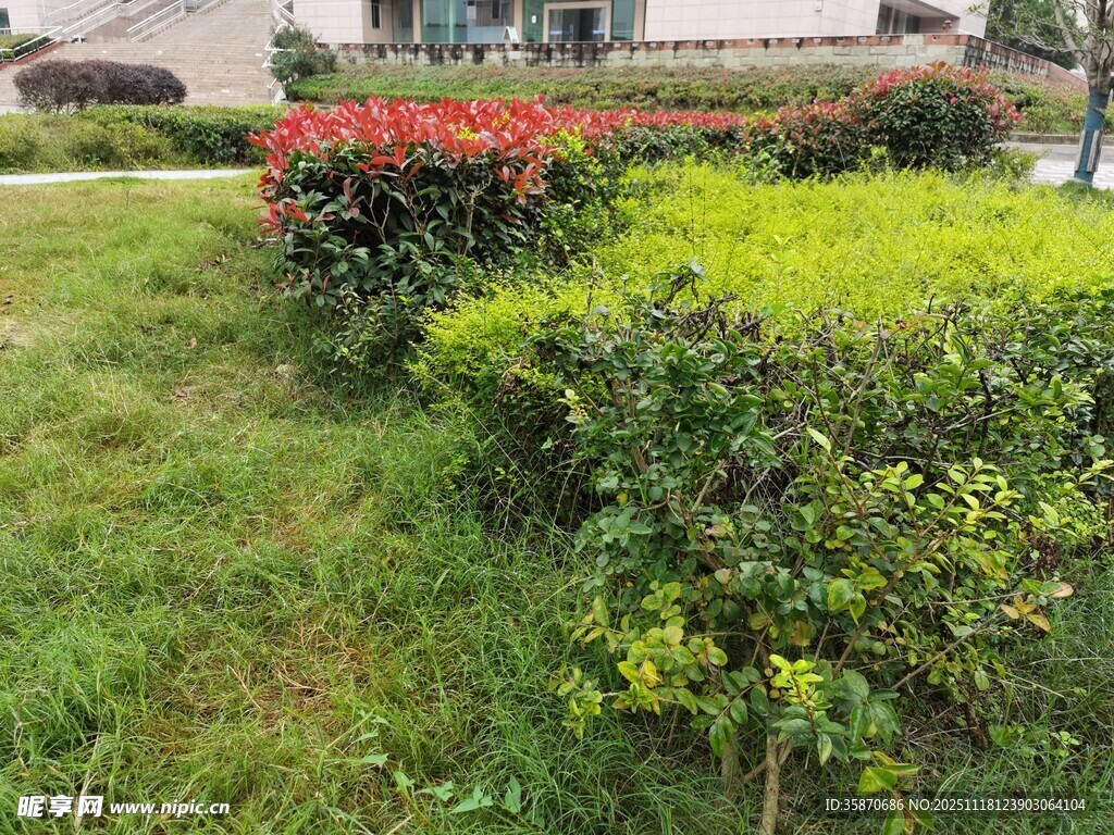 城市绿化带中的多彩植物