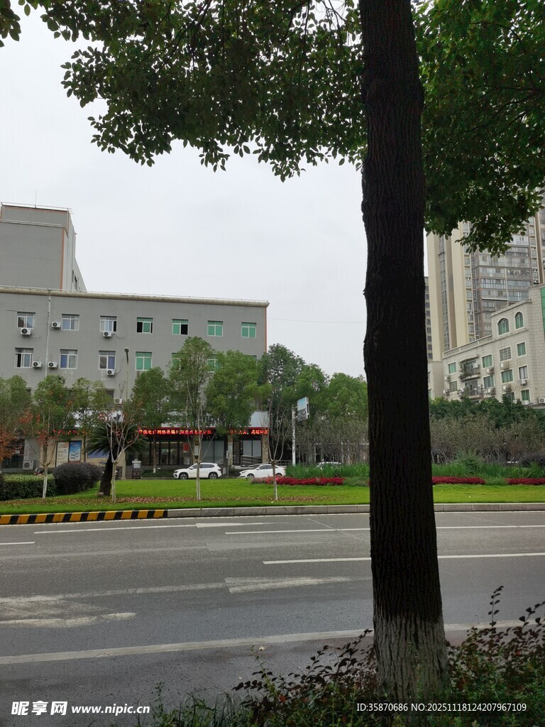 城市街道旁的建筑与绿树