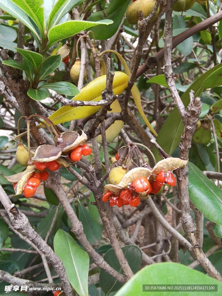 枝头绽放的多彩奇特花朵