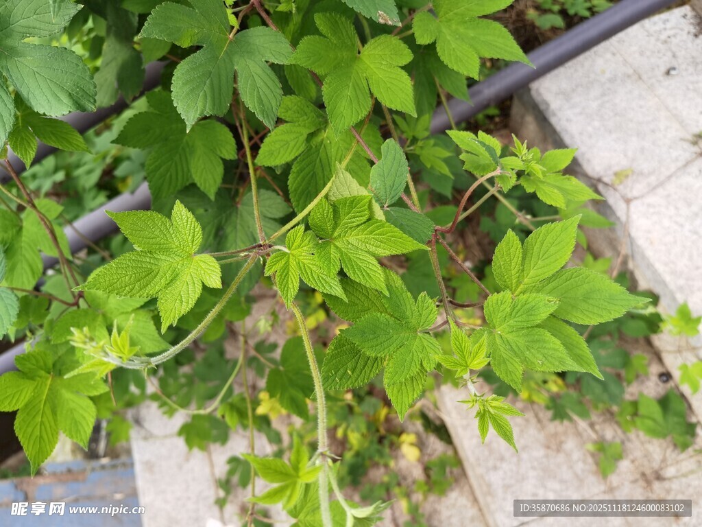 绿叶藤蔓缠绕于栏杆间
