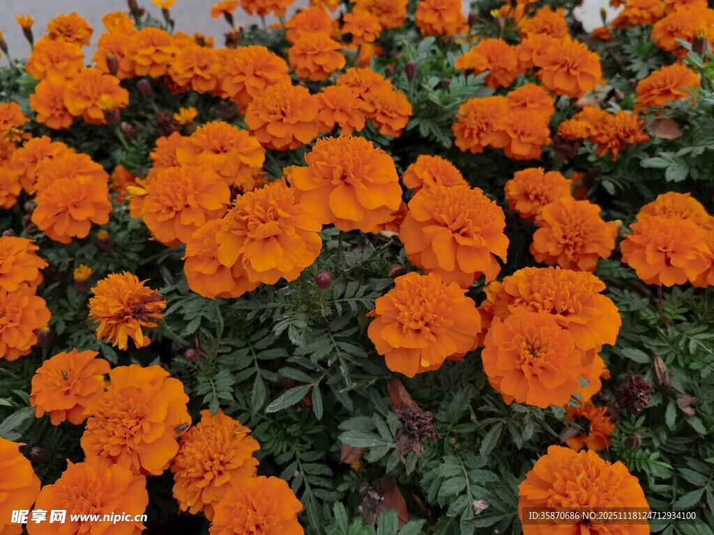 橙色万寿菊绽放的美丽