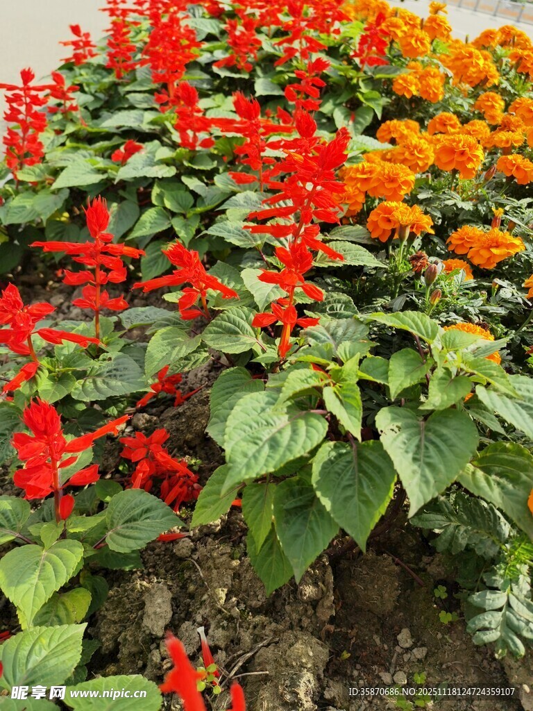 鲜艳多彩的花卉景观