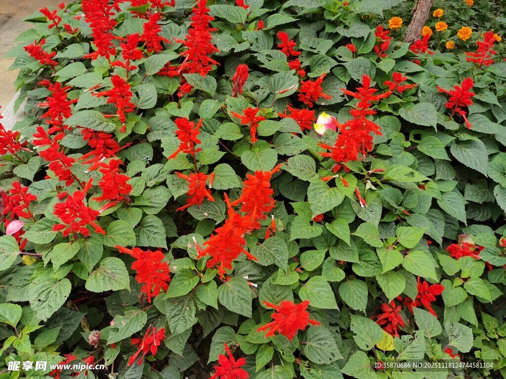 鲜艳串串红绽放绿叶间