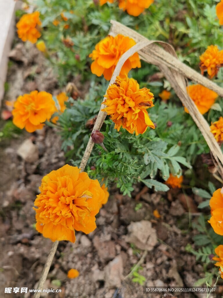 橙色万寿菊绽放于泥土间