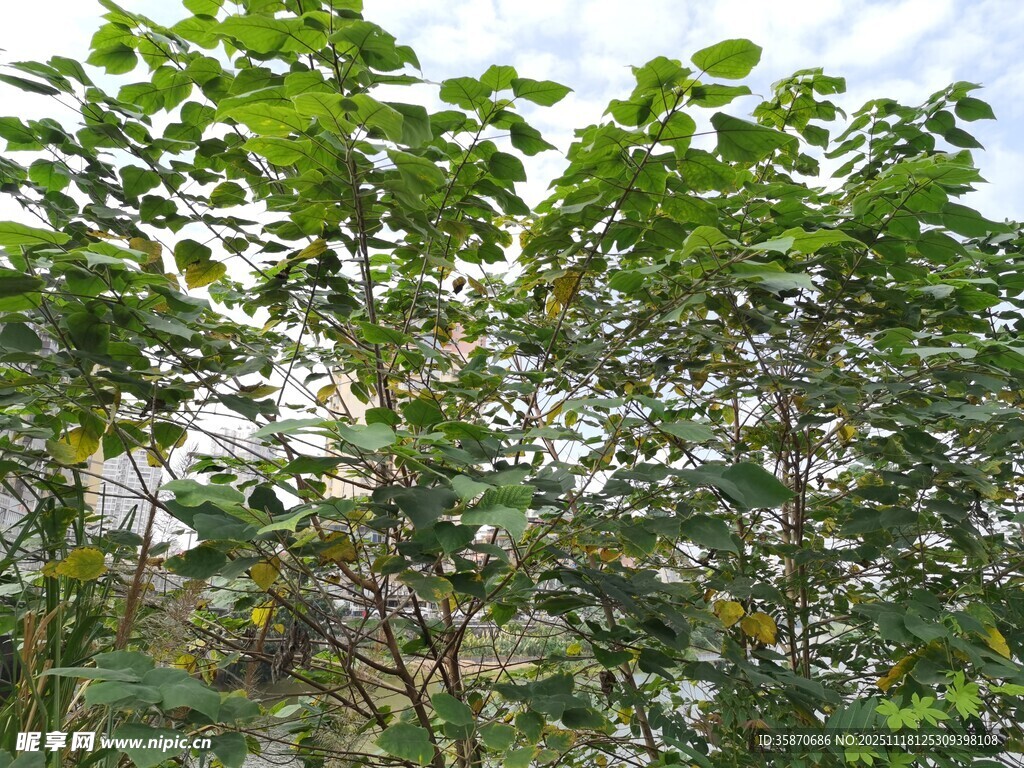 繁茂绿叶植物景观