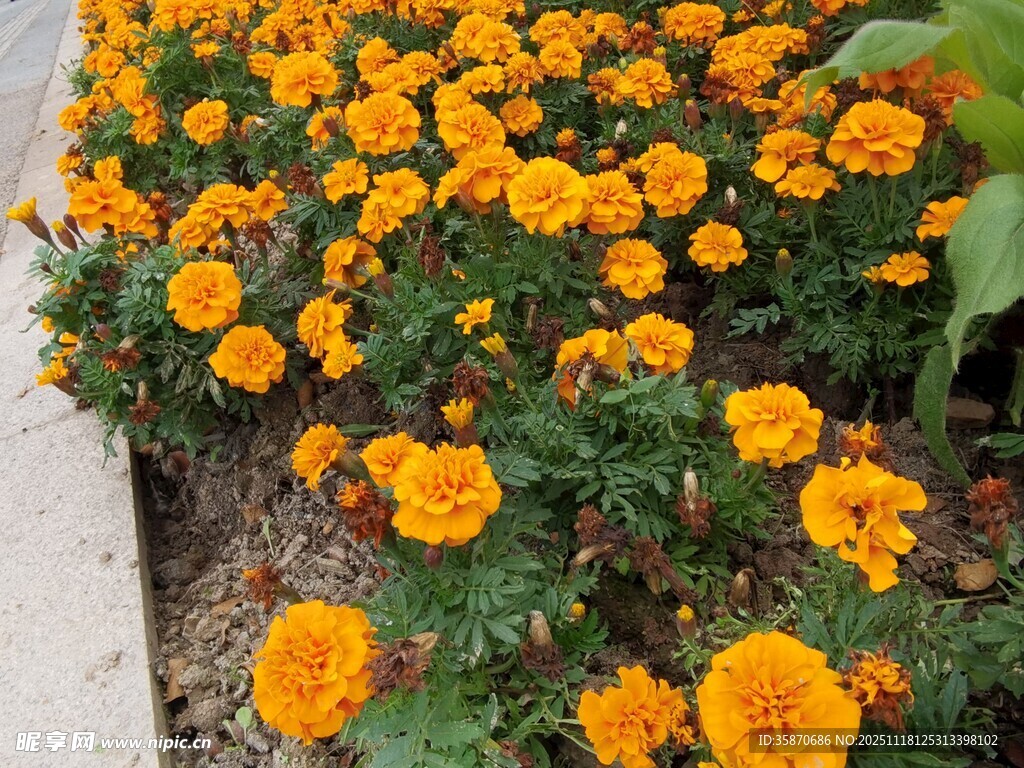 盛开的橙色万寿菊花丛