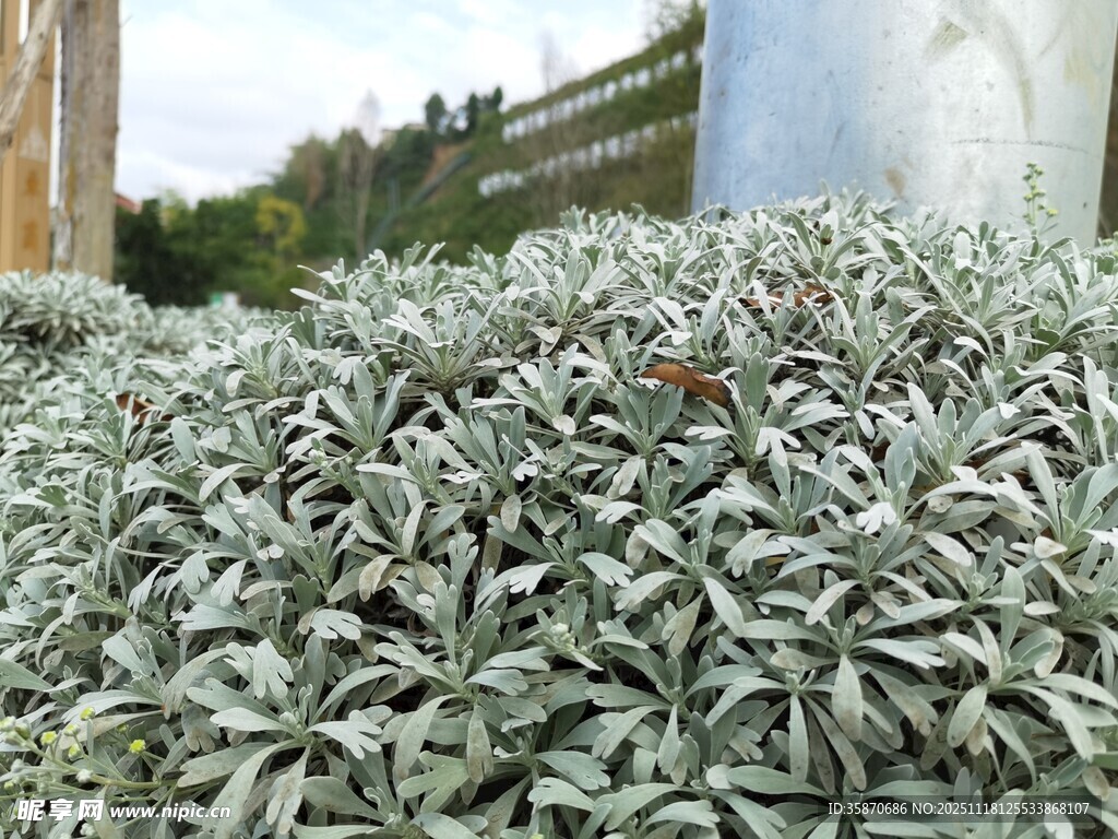 银叶植物景观