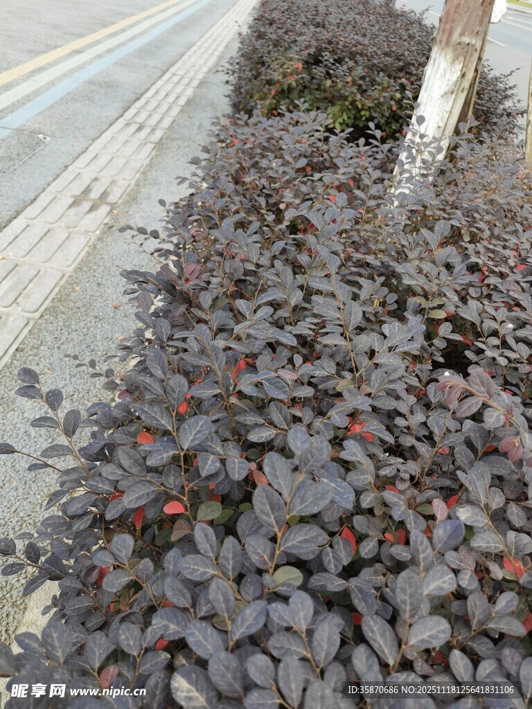 路边紫叶植物景观