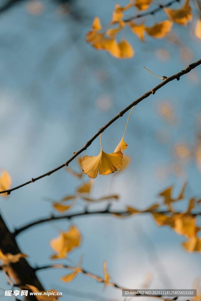 秋日银杏枝头美景