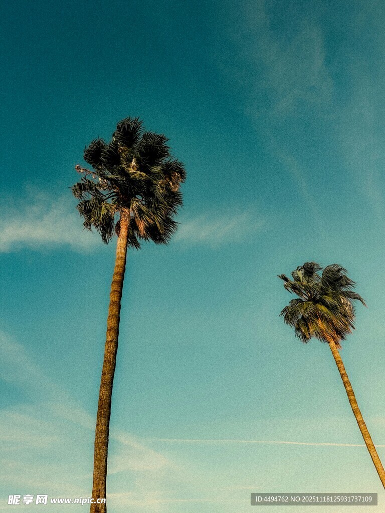 蓝天映衬下的两棵棕榈树