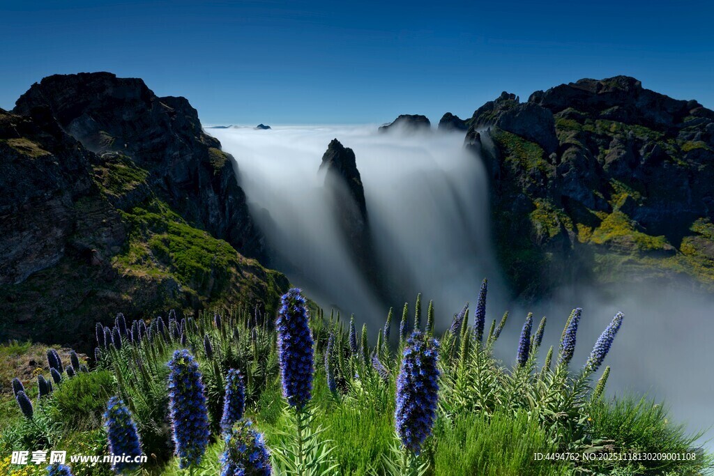 山间瀑布旁绽放的紫色花朵