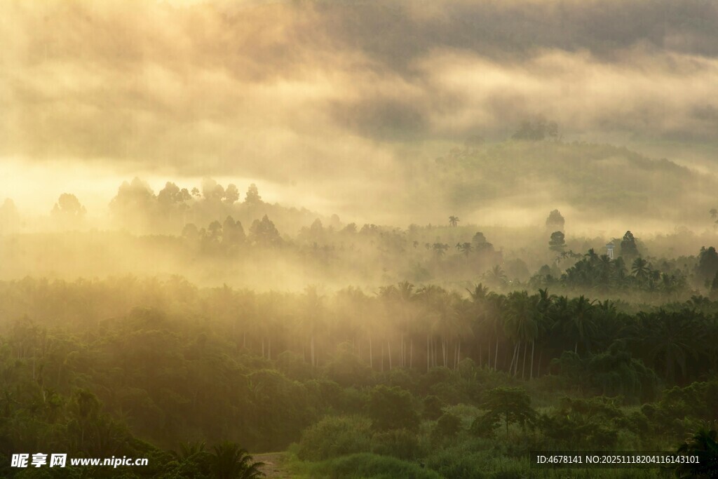 晨雾中的山林美景