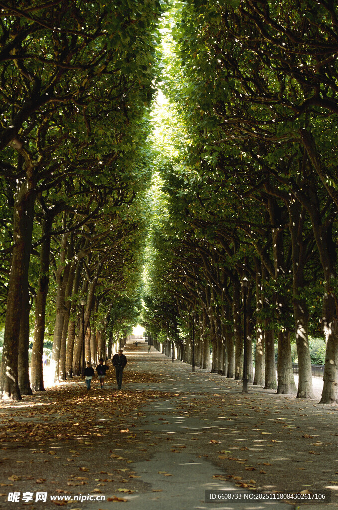 林荫小道静谧的秋日风光