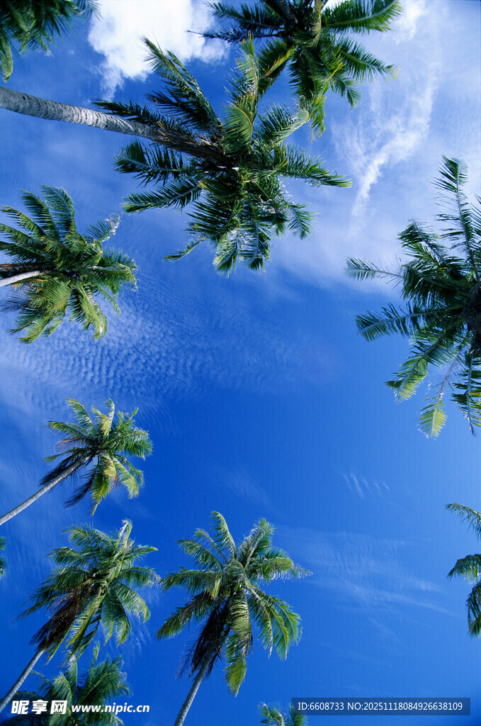 仰望蓝天与挺拔椰子树