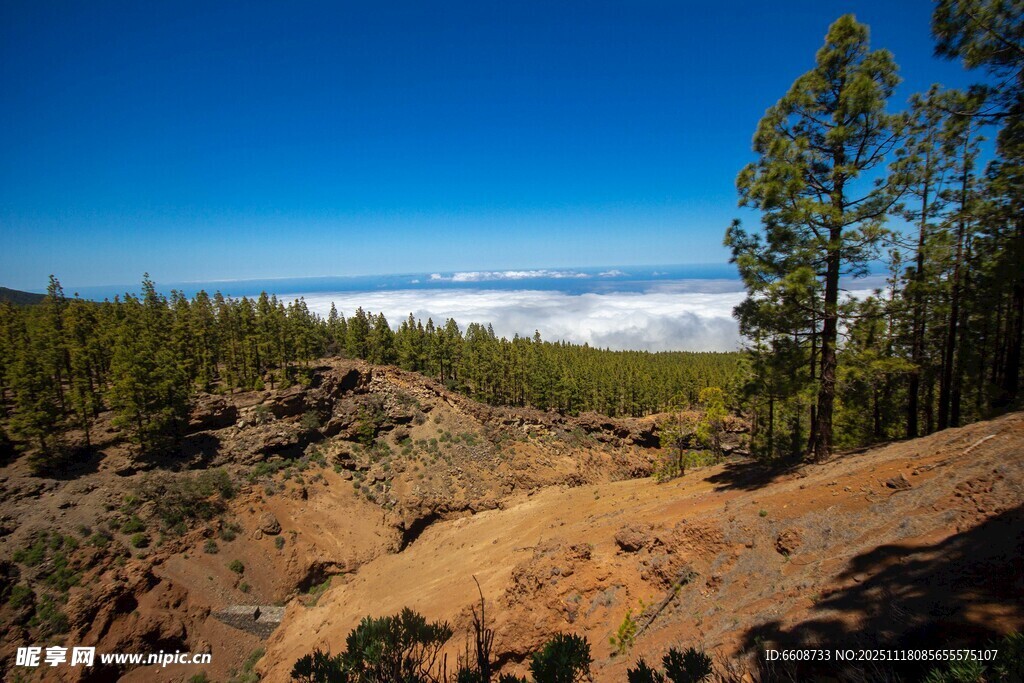 山间松景蓝天映衬的自然美