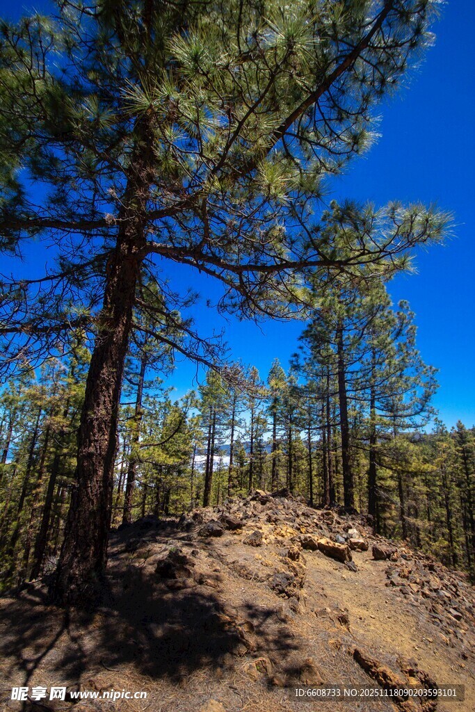 山林间的松林与蓝天美景