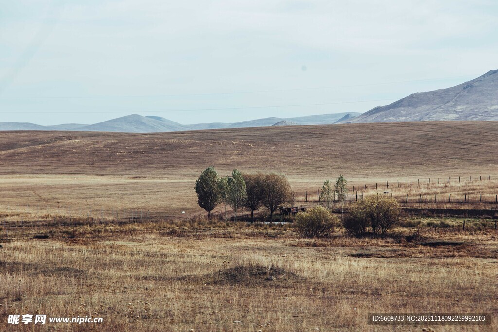 广袤荒原中的稀疏树木