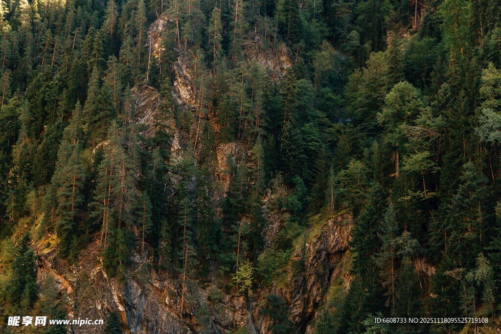 俯瞰茂密山林景观