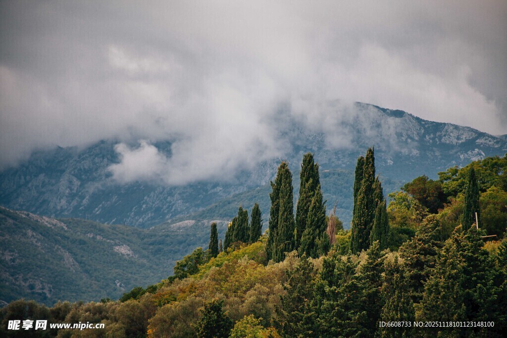 云雾缭绕的山间葱郁树林