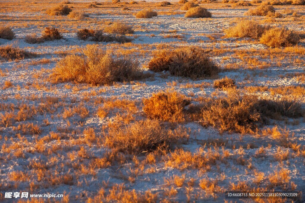 夕阳下的荒野植被景观