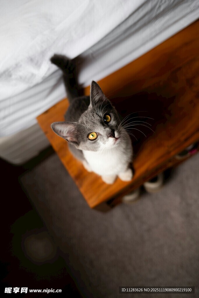 木桌上的可爱猫咪