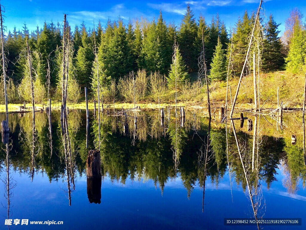 宁静湖畔森林倒影美景