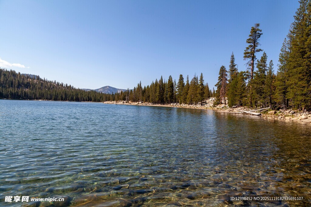 宁静湖畔的森林风光