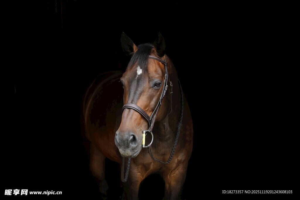 棕色骏马的特写影像