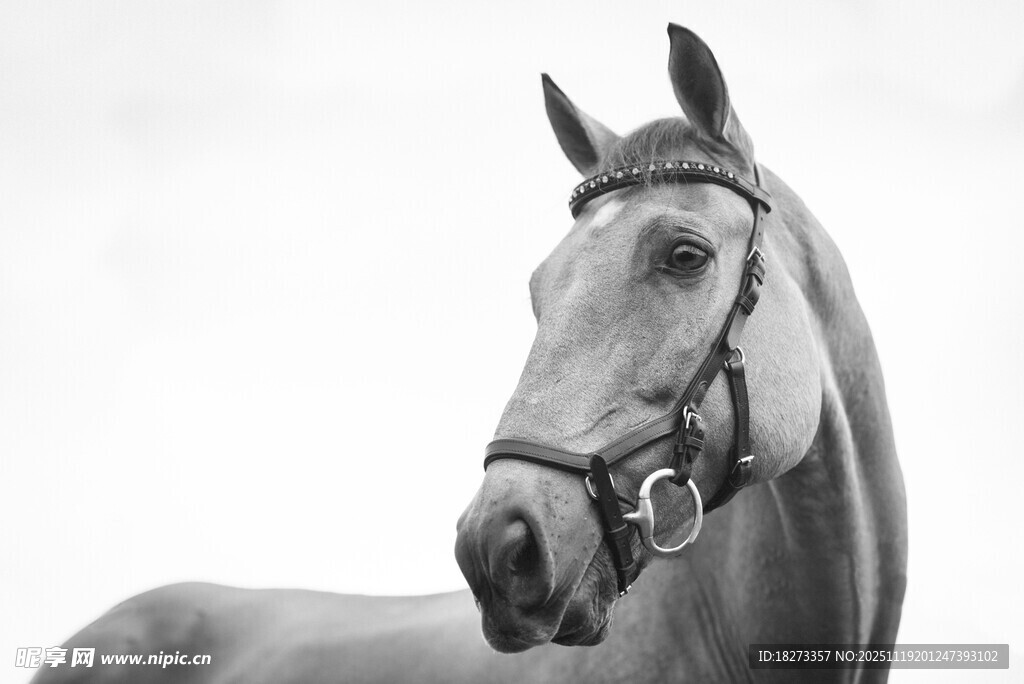 优雅骏马特写