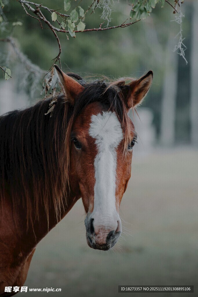 棕白相间骏马特写