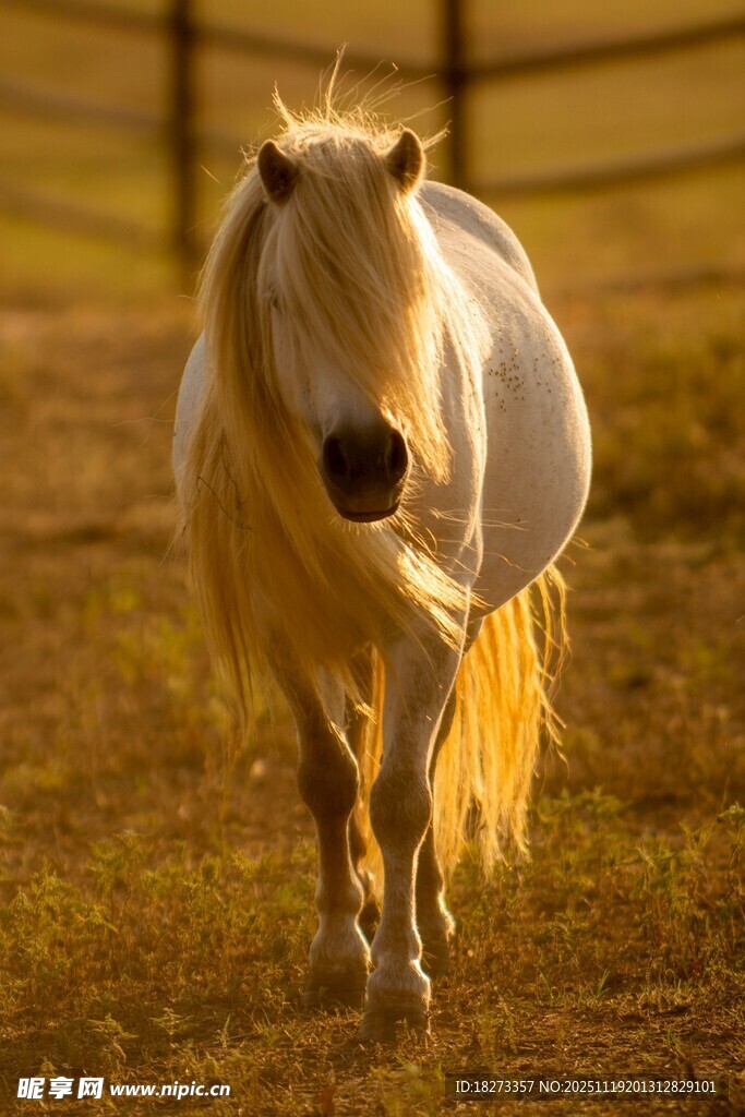 阳光下的白色骏马