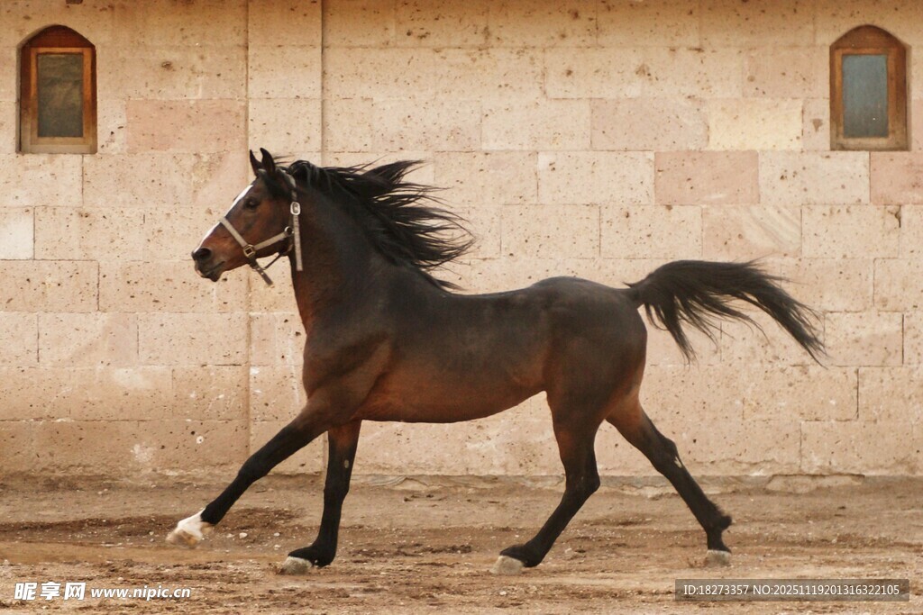 黑骏马在古老建筑旁奔跑