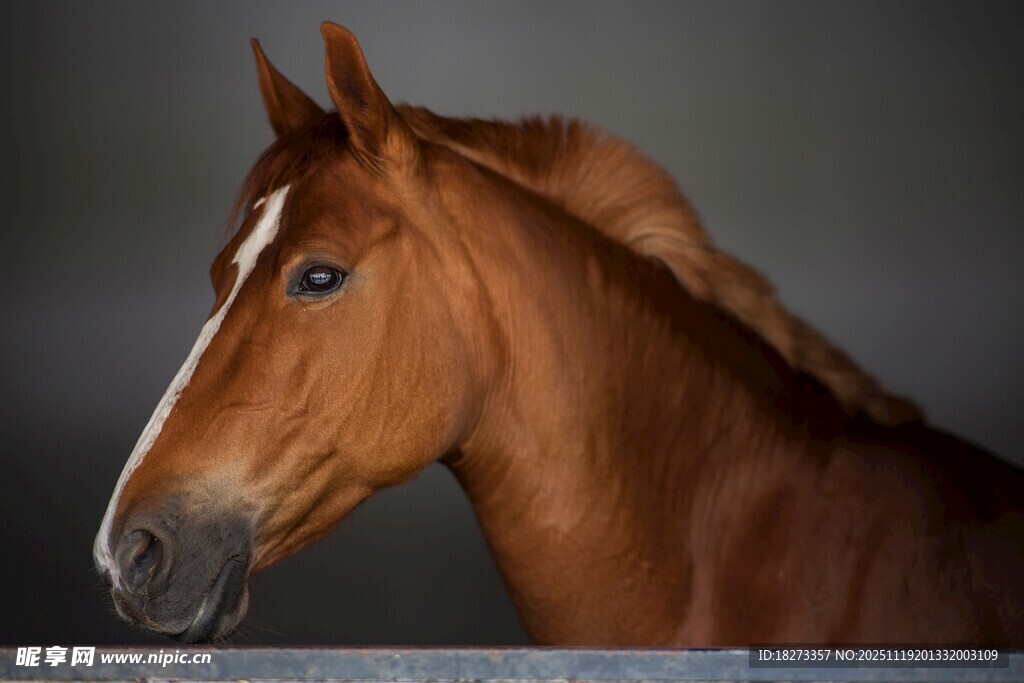 棕色骏马特写