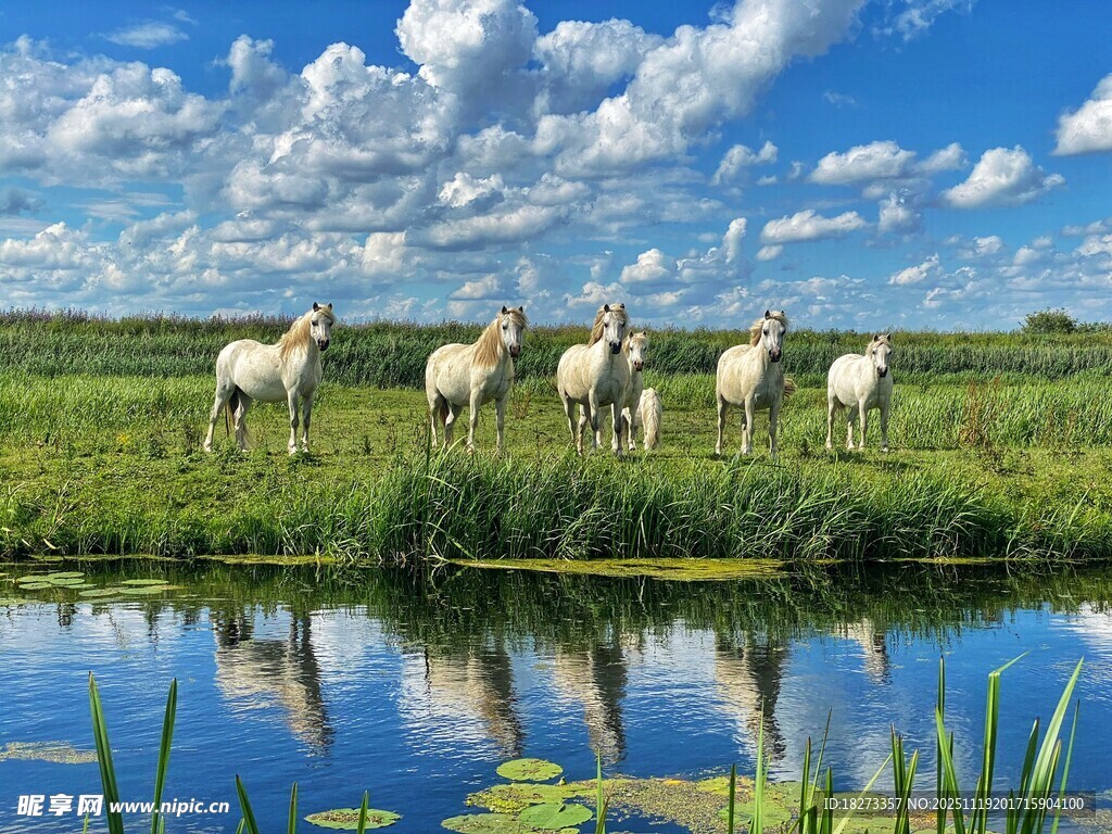 草原湖畔马群悠然漫步