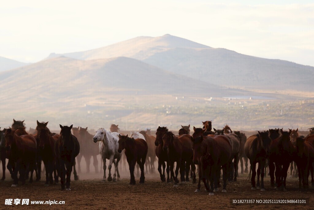 草原上的马群与远山