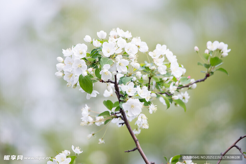枝头绽放的白色花朵