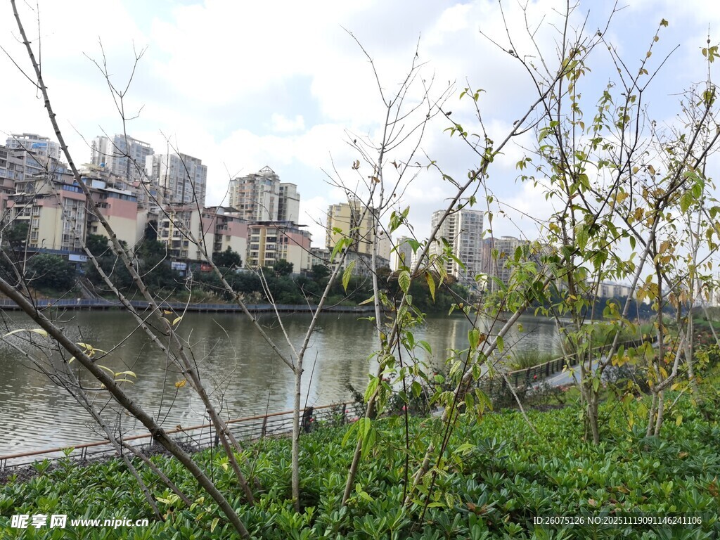河畔绿植与远处城市景观