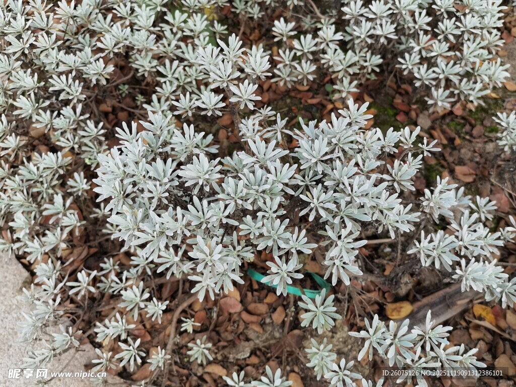 银叶植物特写