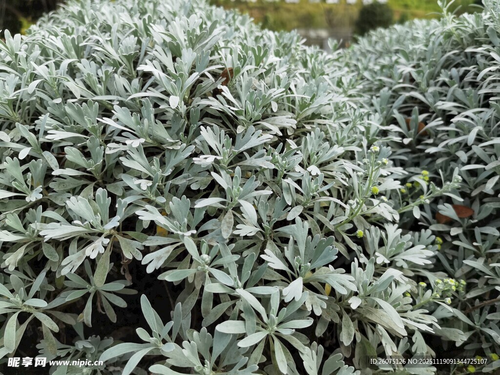 银叶植物特写