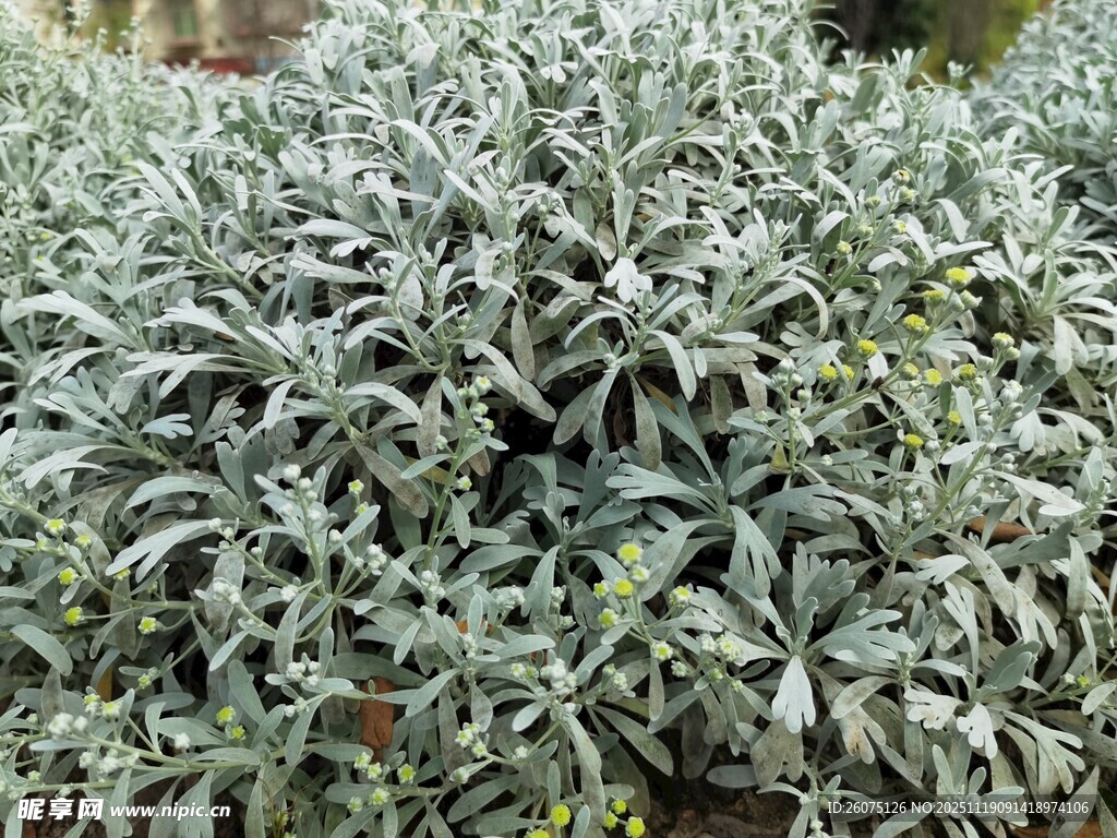 银叶植物特写