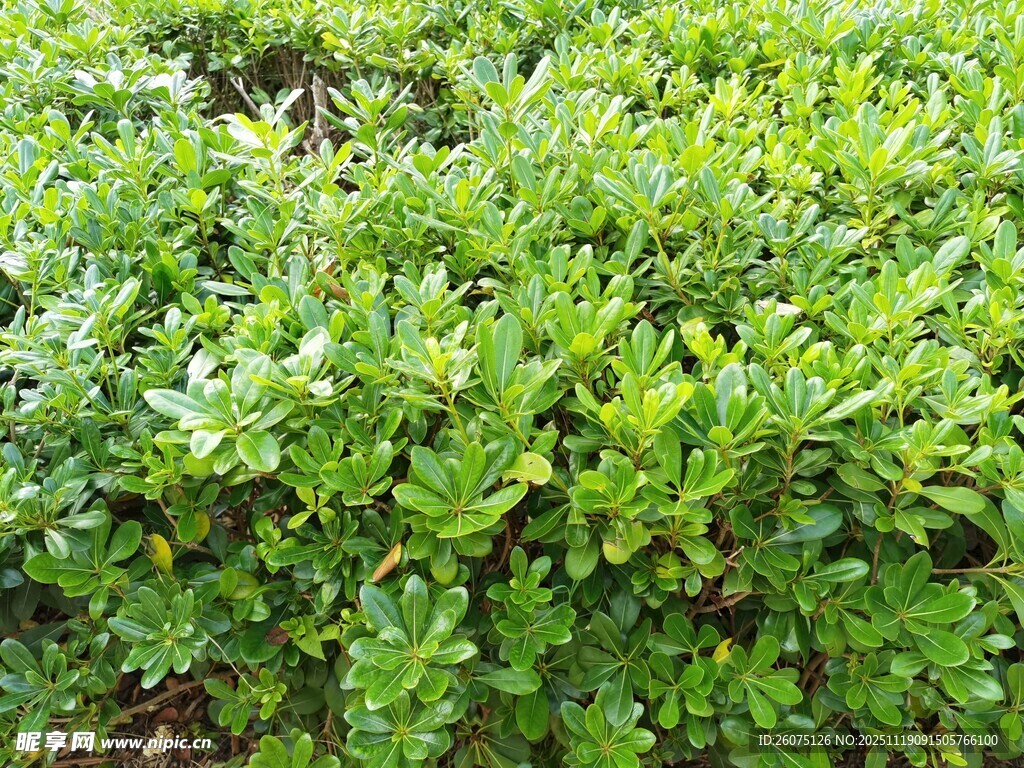 翠绿茂密的灌木丛