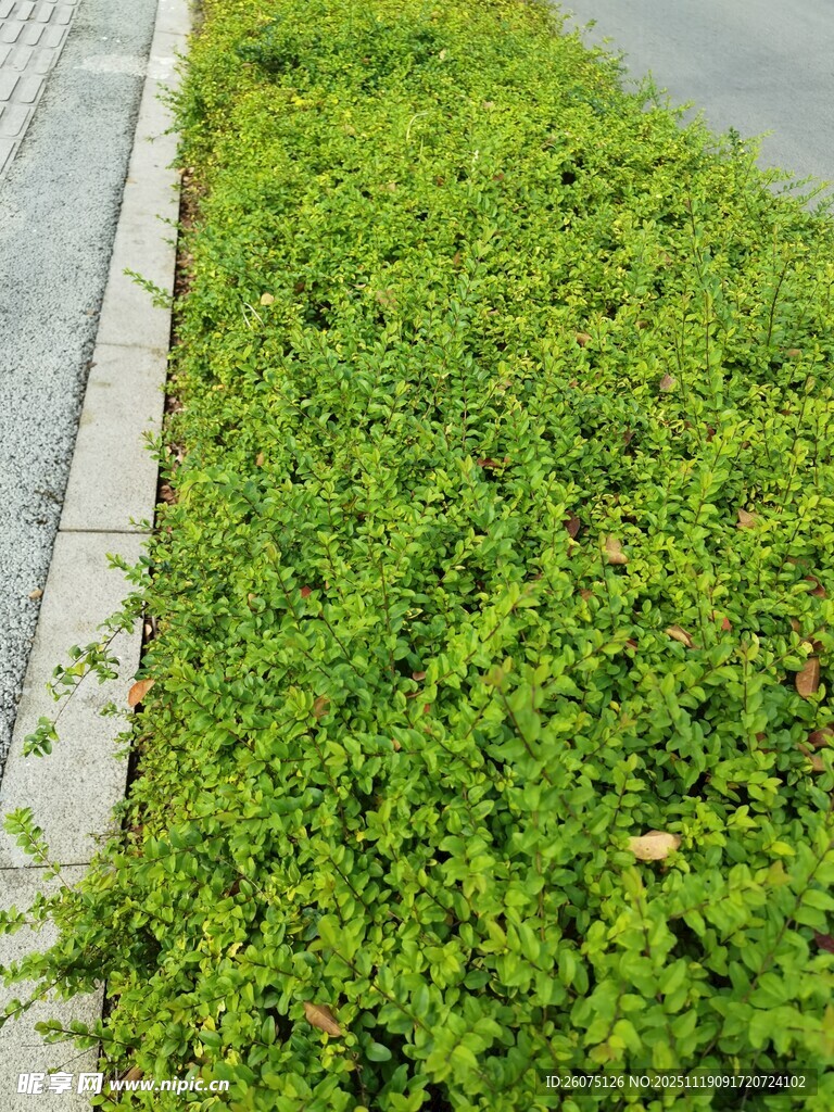 路边翠绿繁茂的青草