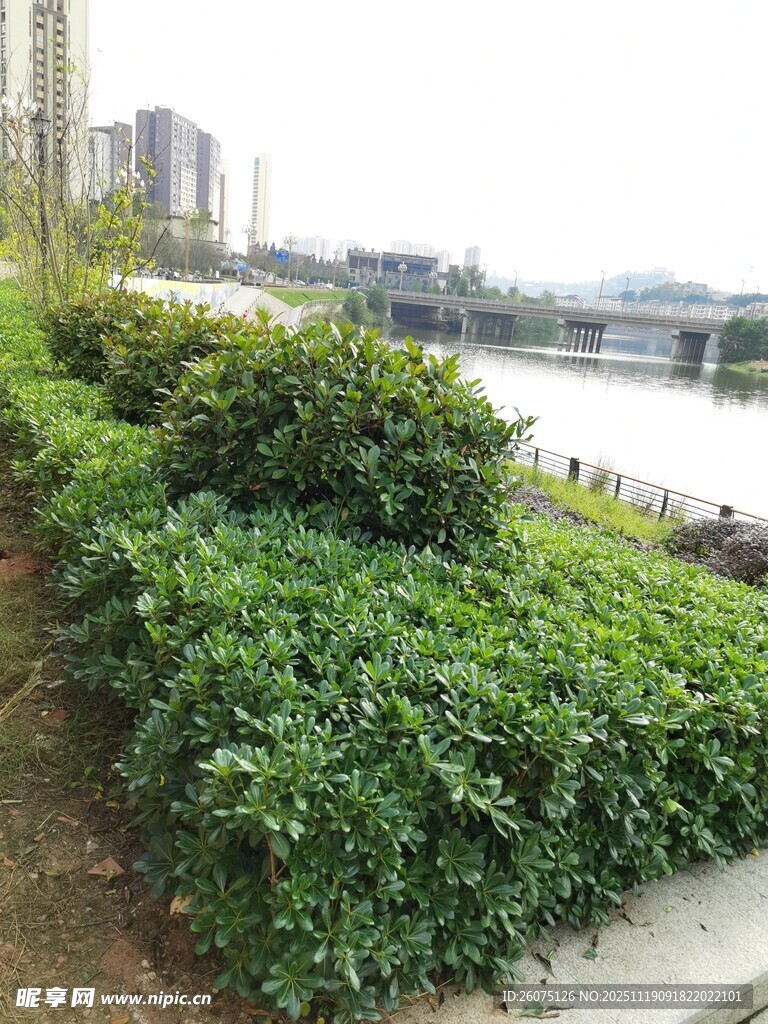城市河畔绿植景观