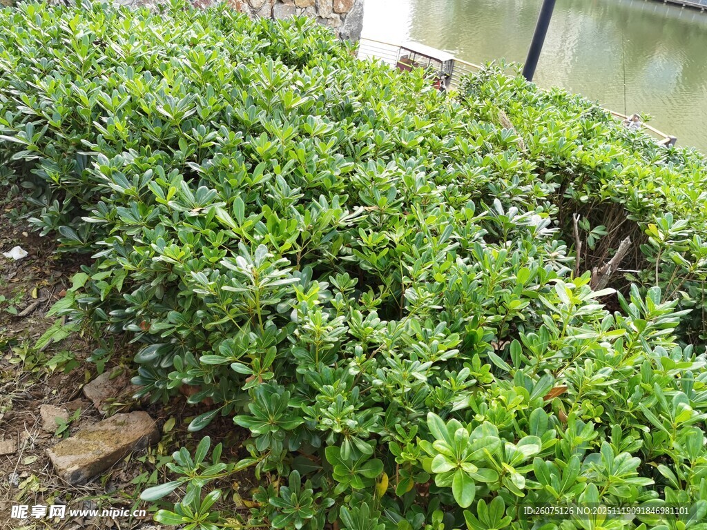 翠绿繁茂的低矮灌木丛