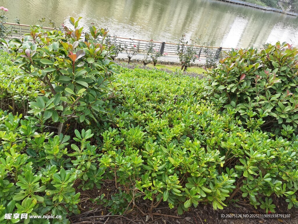 绿意盎然的灌木丛景观