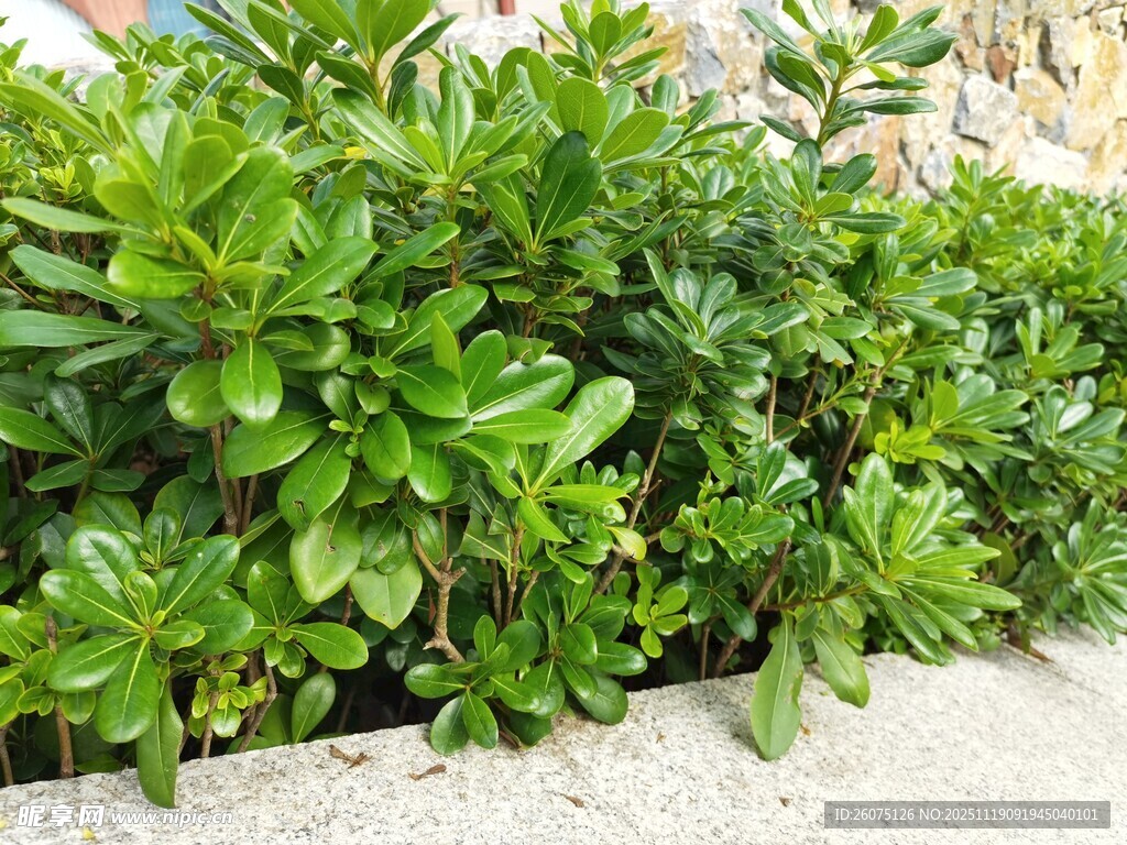 翠绿繁茂的绿植景观