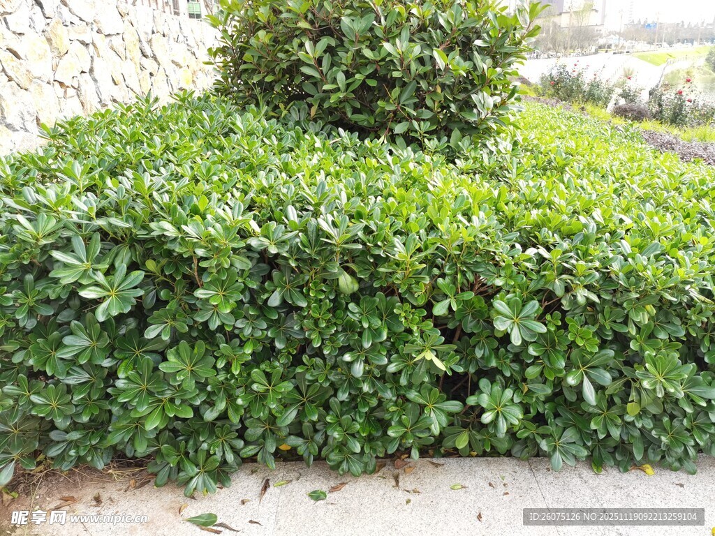 修剪整齐的绿色灌木丛