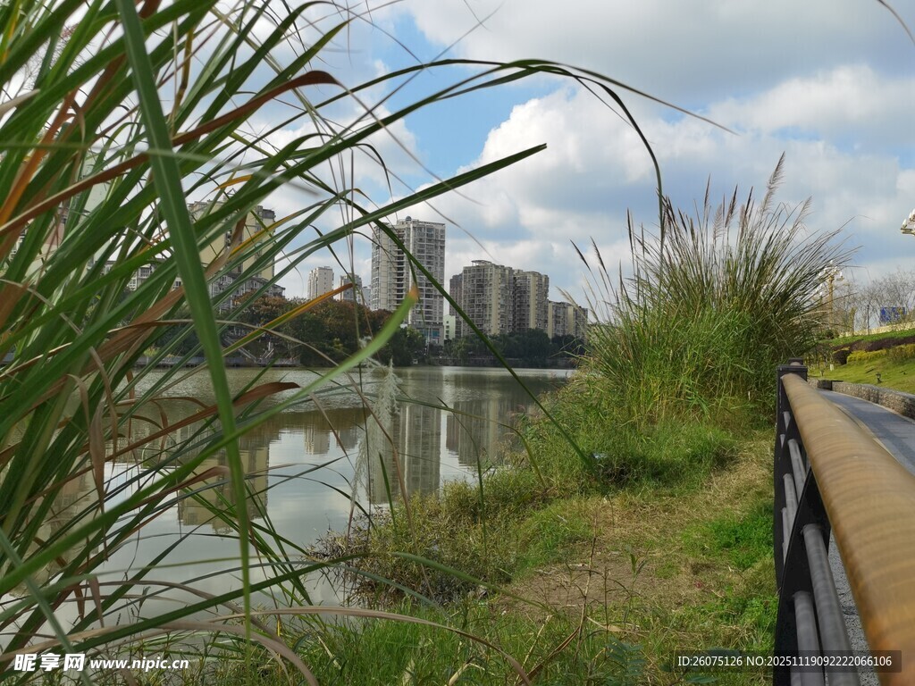 河畔风光绿植与城市景致