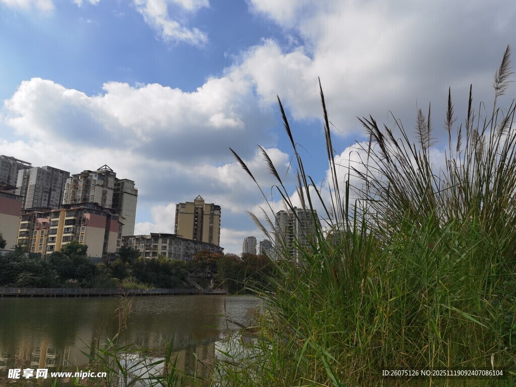 河畔城市风光草木映高楼